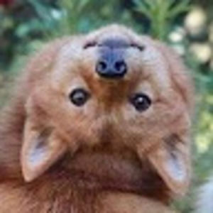 Meet your Posher, Sofia